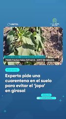 Experto pide una cuarentena en el suelo para evitar el ‘jopo’ en girasol