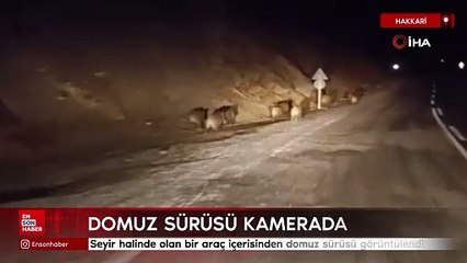 Hakkari'de domuz sürüsü kamerada