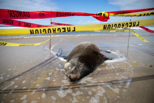 Hallan lobo marino agónico en las playas de Tijuana