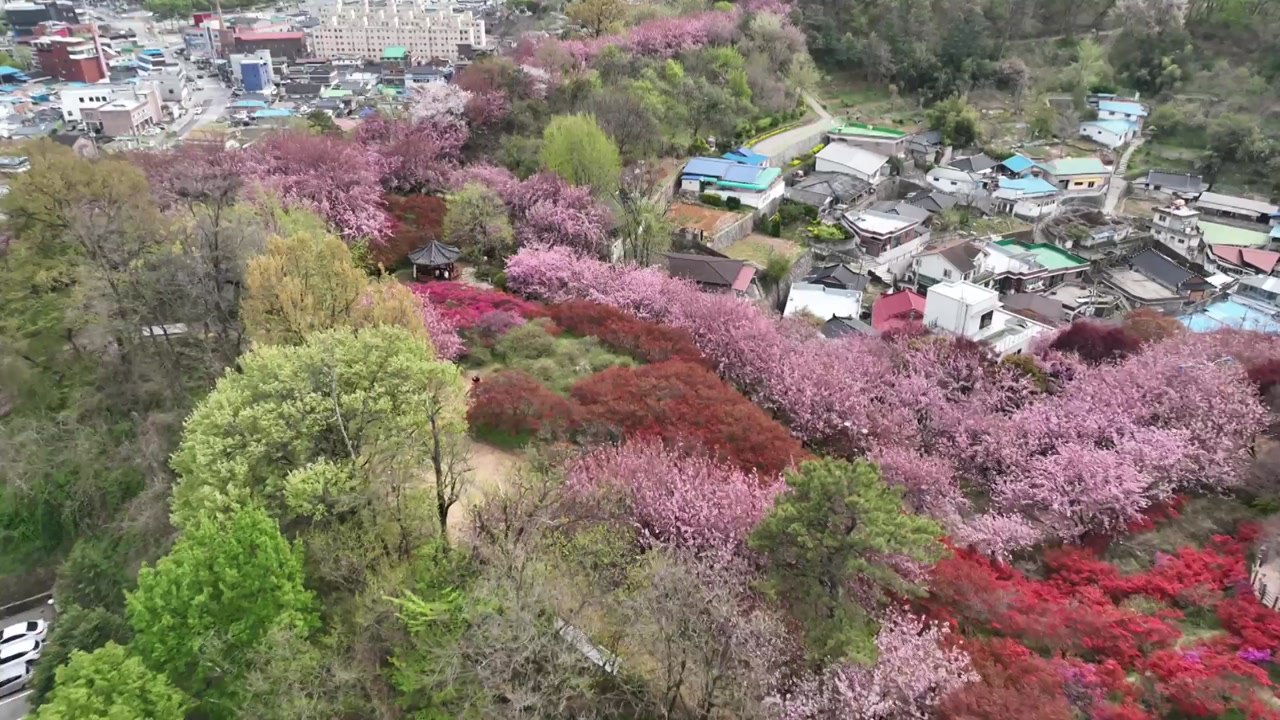 [전북] 겹벚꽃·철쭉 만개...전주 완산 꽃동산 '봄꽃 절정' / YTN