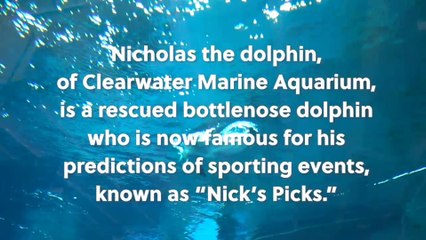 Nicholas the Dolphin Picks the Super Bowl Winner at Clearwater Marine Aquarium