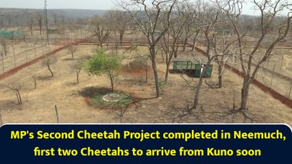 MP's Second Cheetah Project completed in Neemuch, first two Cheetahs to arrive from Kuno soon
