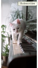 🐱🎹 Kitten Walking on Piano – The Cutest Little Composer! ✨