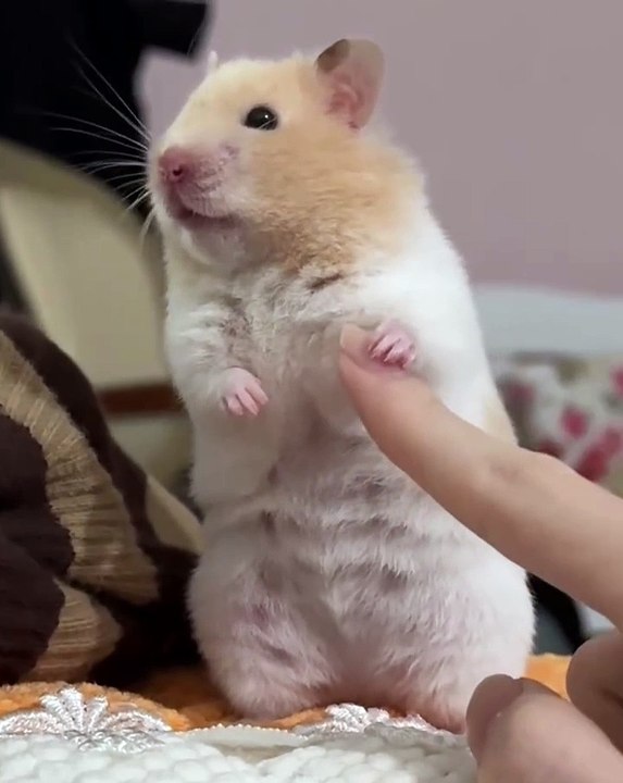 🐹 Welcome to the Ultimate Hamster Haven! 🌟 In this adorable and informati
