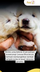 Dire Wolf atau Serigala Purba, Punah 12.000 Tahun Kini Bangkit Lagi, Simak Fakta Berikut Ini