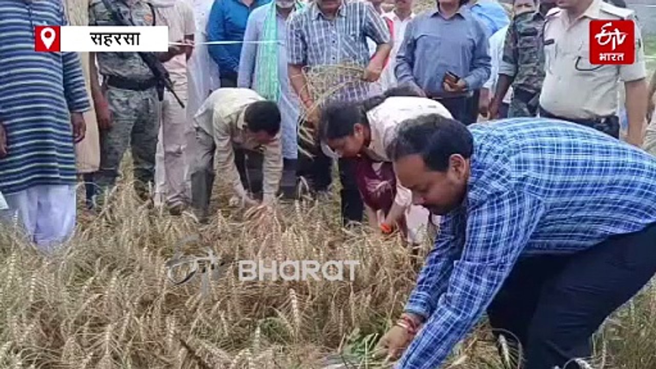 वाह क्या बात है.. खेत में उतरे बिहार के ये डीएम, थाम लिया हसिया और शुरू कर दी गेहूं की कटाई