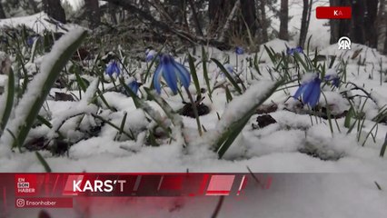 Sarıkamış'ta baharın ilk işaretleri: Kardelenler ve göçmen kuşlar
