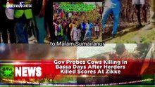 Gov Probes Cows Killing In Bassa Days After Herders Killed Scores At Zikke