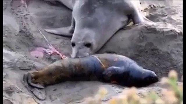 El conmovedor momento en que una madre foca descubre que su bebé está vivo