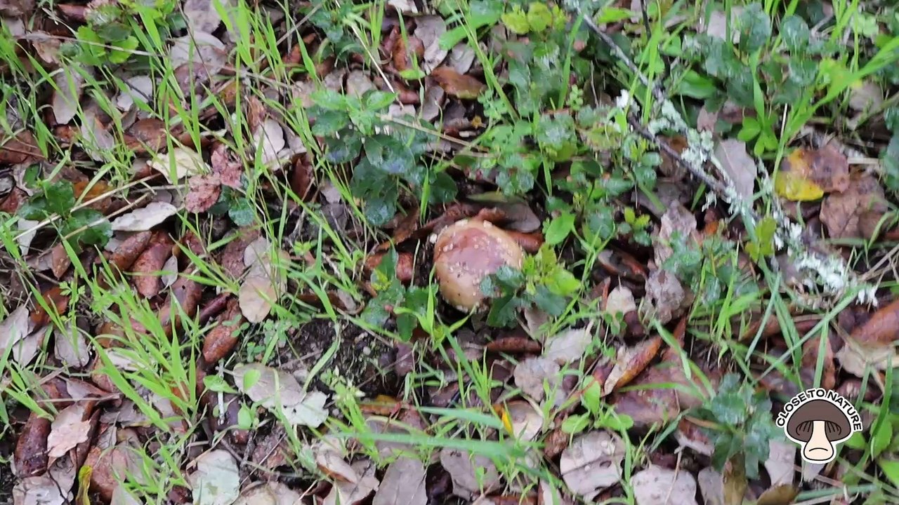 Тихая охота.Mushrooms picking.Португалия апрель 2025.