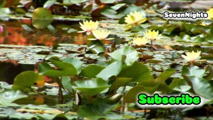 12 Minutes of Global Flower Bliss 🌸_ Relaxing Music 🎵 Travel & Sleep