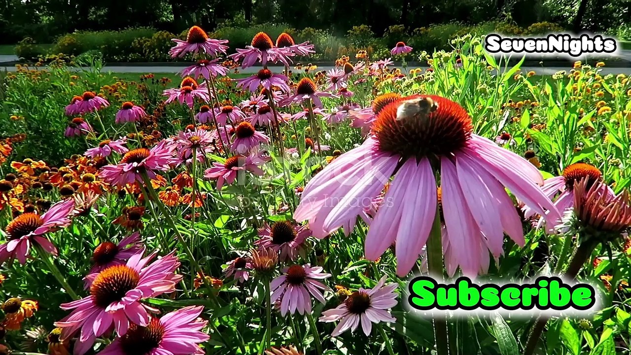 14 Minutes of Global Flower Bliss 🌸_ Relaxing Music 🎵 Travel & Sleep