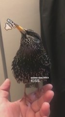 Este estornino imita la voz humana con una precisión escalofriante