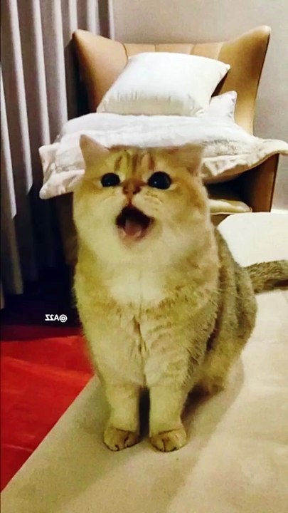Talking cat