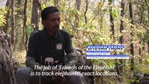 India's elephant warning system tackles deadly conflict