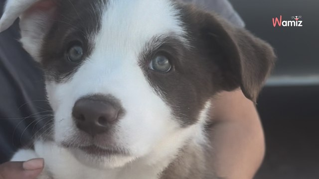 Ils adoptent un chiot de 8 semaines : 24H plus tard ils retournent au refuge pour une raison incompréhensible (vidéo)