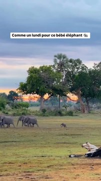 Avec ses petites pattes et son grand cœur, ce jeune éléphant s’aventure pas à pas dans l’immensité sauvage.