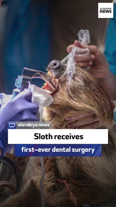 Sloth receives first-ever dental surgery