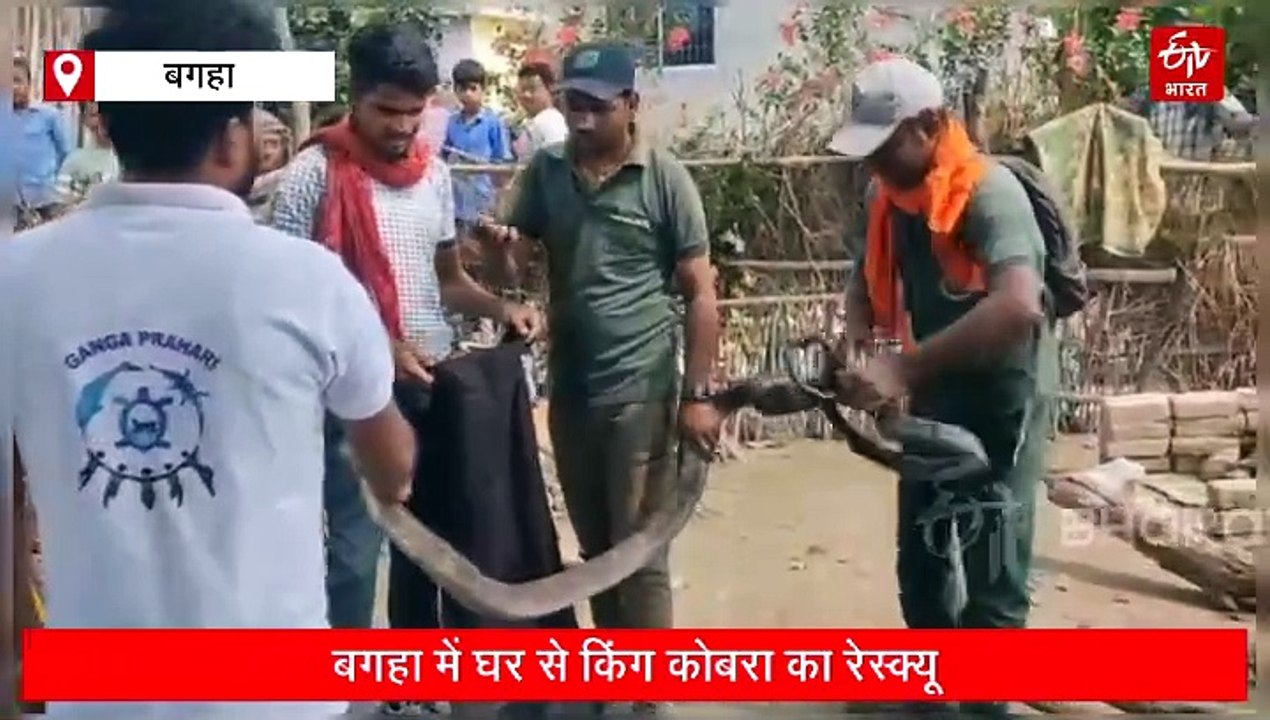 घर के आंगन में फन उठाए खड़ा था दुनिया का सबसे जहरीला सांप, इस किंग कोबरा की लंबाई देख रह जाएंगे दंग