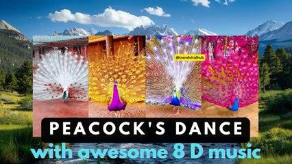 Peacock mating dance | mesmerizing and heartwarming scene of a peacock's dance
