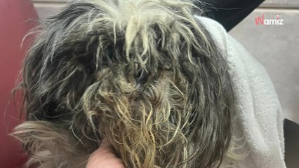 Depuis six mois, ce chien survit sur un parking : une solidarité se met en place pour lui offrir une nouvelle vie