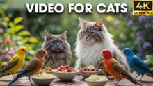 Funny Reaction Video For Cats To Watch Bird on the Balcony - Bird For Cats To Watch