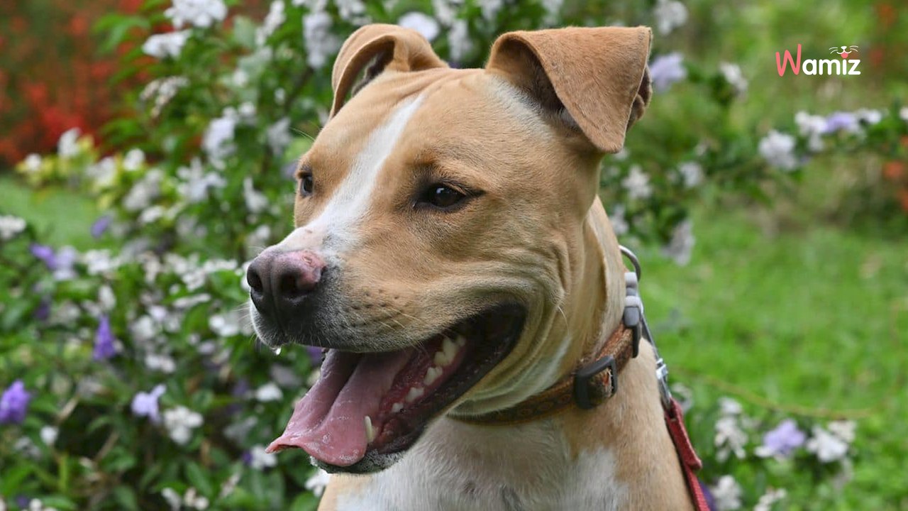 Abandonné dans un jardin, il était en train de mourir de faim : sauvé in extremis, il rêve de trouver une vraie famille