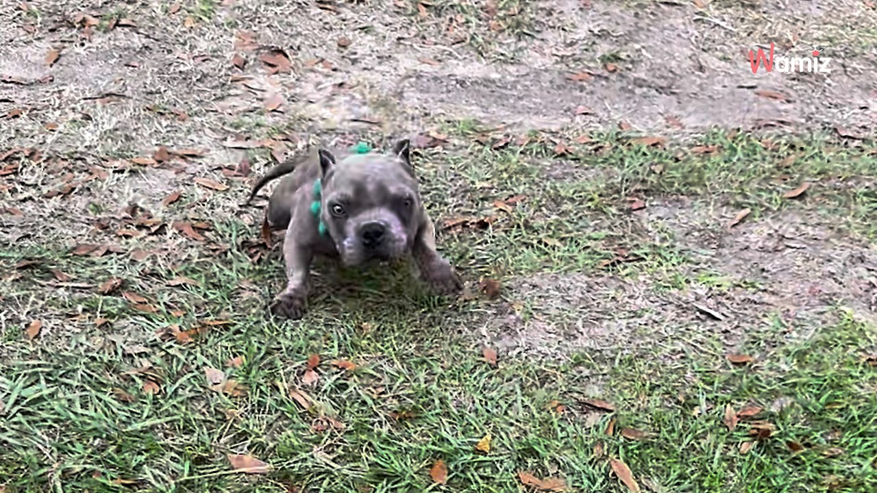 Elle trouve un chien handicapé et l'amène au refuge : quelques jours après, elle se rend compte de son erreur (vidéo)