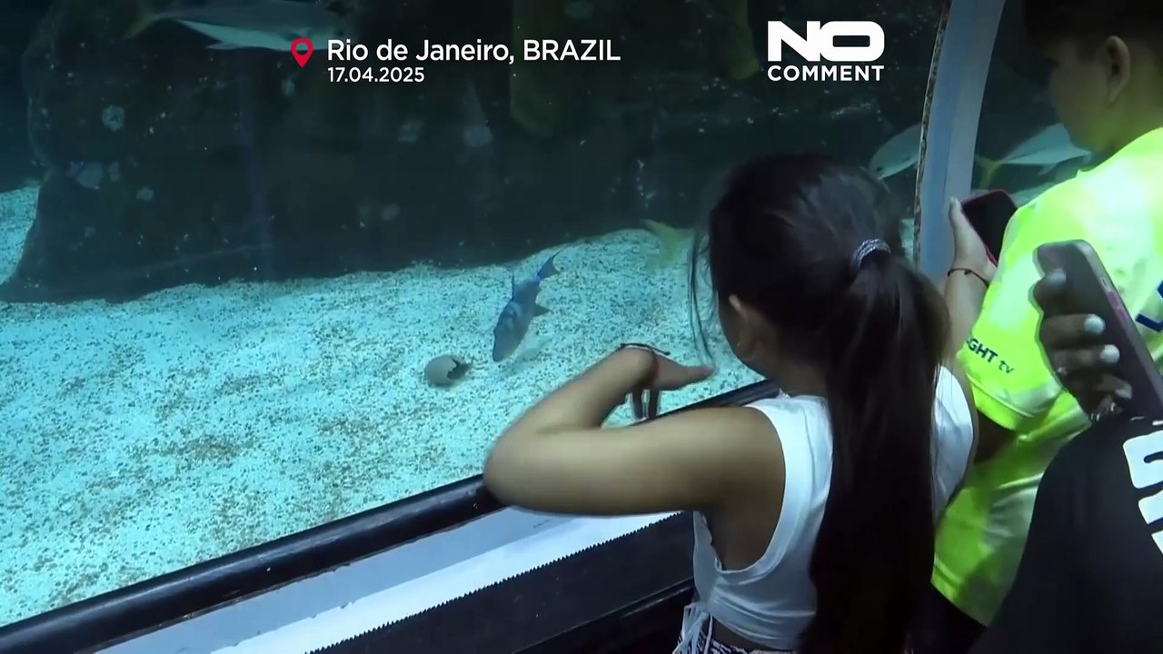 Mergulhadores com orelhas de coelho entregam ovos de Páscoa a animais marinhos no Rio