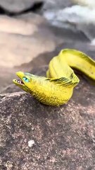 Kids vocabulary - Sea Animals -