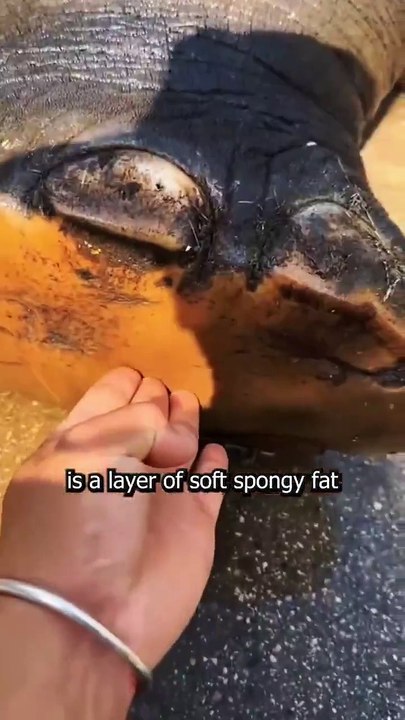 Saleemoffical presentation- Elephant feet may look massive, but they are actually very delicate!  I'm so excited to see her gently react to human boots .The gap between strength and kindness is so wonderful! I am moved by the wonders of nature #elephant