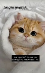 Annoyed Cat