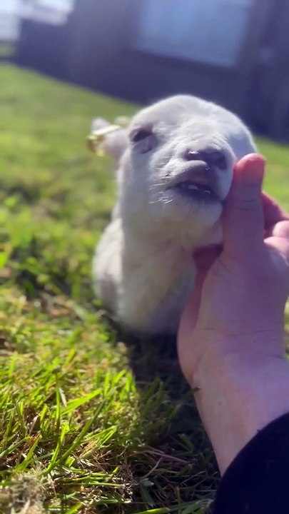 Puffin Croft blind lamb