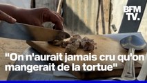 Affamés, des Palestiniens se nourrissent de viande de tortue