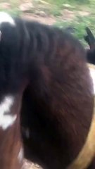 A Rare Tall Beetal Goat