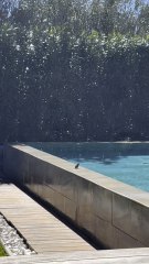 LES DÉBUTS du Printemps