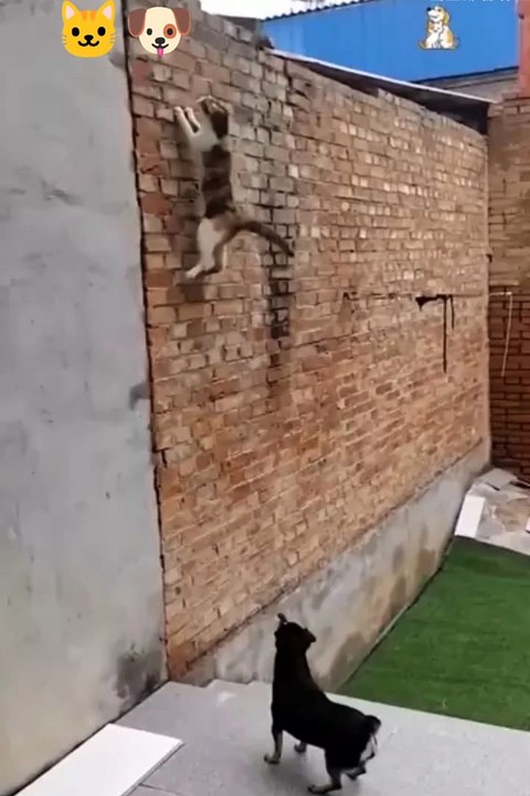 Funny Animals 😼Cute Animals  #short #cuteanimals #funnyanimals #shortsfeed