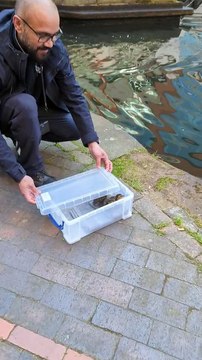 Ducklings reunited with mother duck