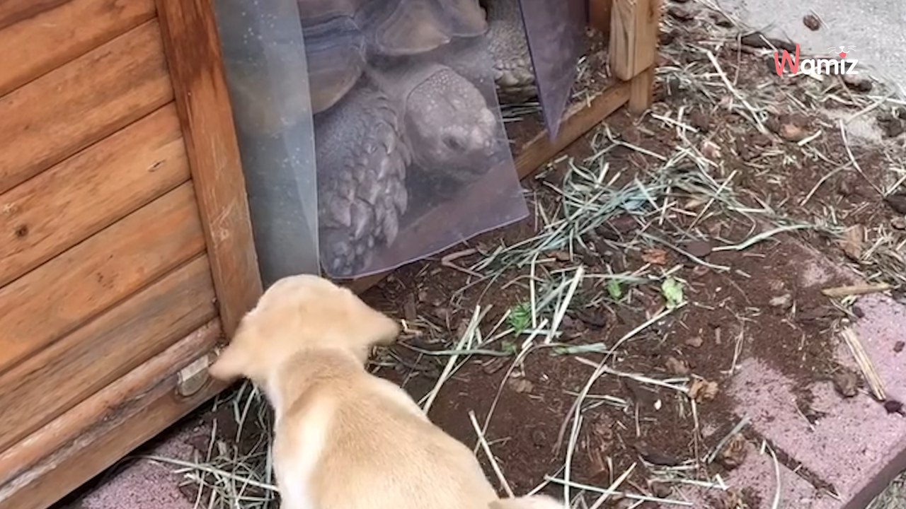 Un chiot et une tortue grandissent ensemble : leur amitié insolite fascine le monde entier (vidéo)