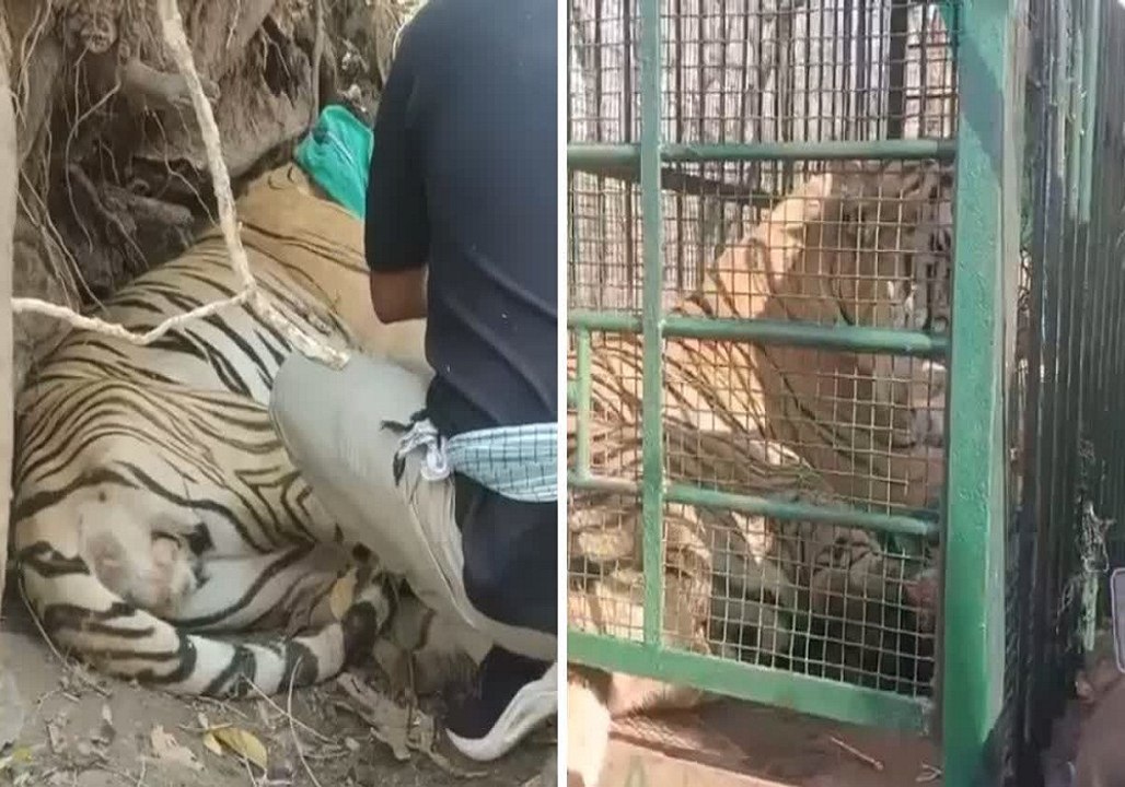 घायल बाघ का किया गया रेस्क्यू