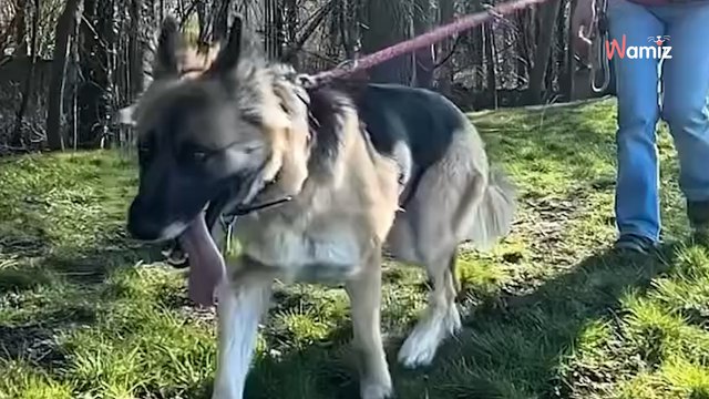 Après une altercation entre ses deux chiens pendant son absence, elle décide de se venger sur le Berger Allemand