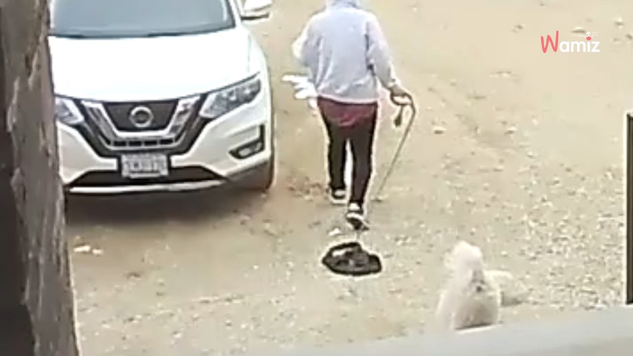 Il laisse son frère promener son chien : la promenade prend une tournure hilarante (vidéo)