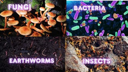 Decomposers – What Do They Eat? | STEM Science for Kids