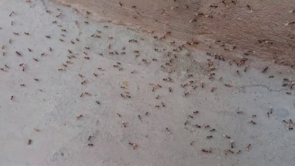 Rizk Ka Waada Allah Pak Nay Kiya Hay🍎