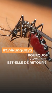 Pourquoi La Réunion n'est-elle pas immunisée contre le chikungunya ?