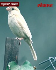 जि.प.शाळेत आढळली पांढरी चिमणी, तिथे कशामुळे आली