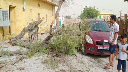 Watch Video: मोहनगढ़ में कार पर गिरी खेजड़ी, हादसा टला