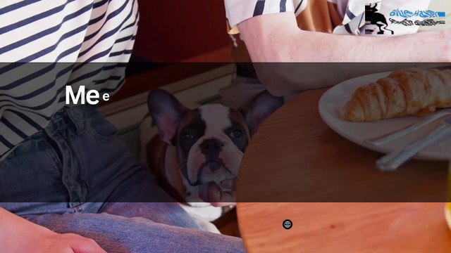 Meet BlueHaven The French Bulldog Breeder Behind Happy, Healthy Pups