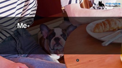 Meet BlueHaven The French Bulldog Breeder Behind Happy, Healthy Pups