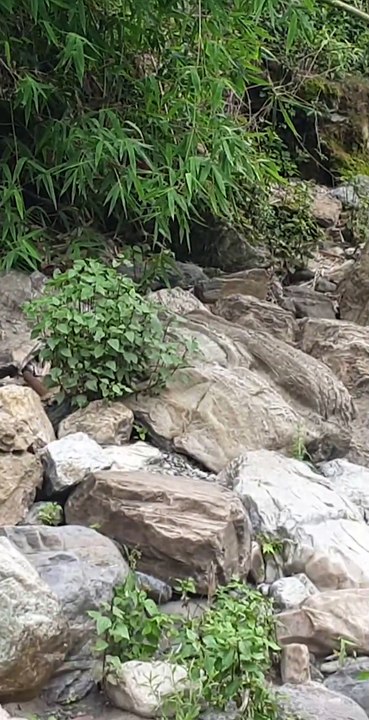 Hook and Rod Fishing in Nepal | Himalayan Trout Fishing in Nepal with Bamboo Stick Angling |